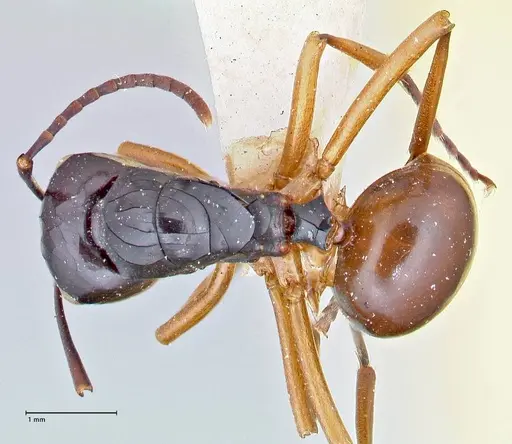 Polyrhachis laevissima - FOCOL2670