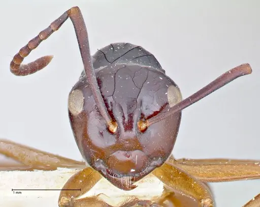 Polyrhachis laevissima - FOCOL2670