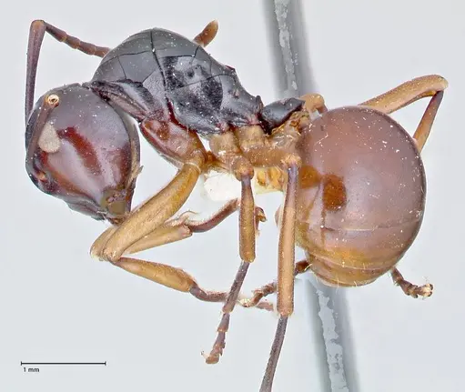 Polyrhachis laevissima - FOCOL2670