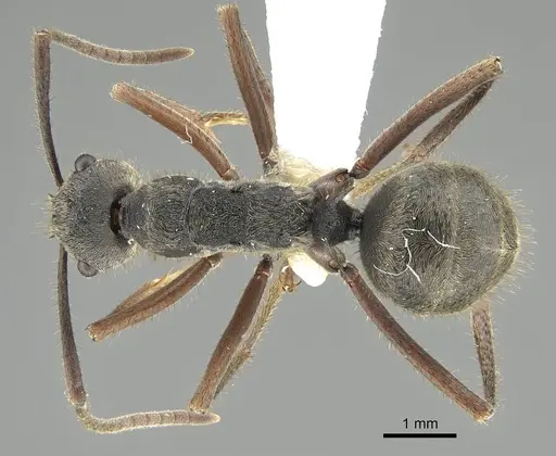 Polyrhachis lama specimen