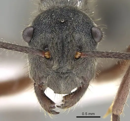 Polyrhachis lama specimen