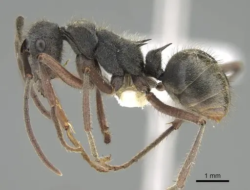 Polyrhachis lama specimen