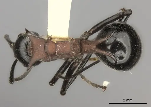 Polyrhachis lamellidens specimen