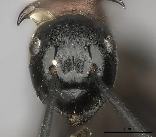 Polyrhachis lamellidens specimen
