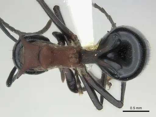 Polyrhachis lamellidens - CASENT0227575