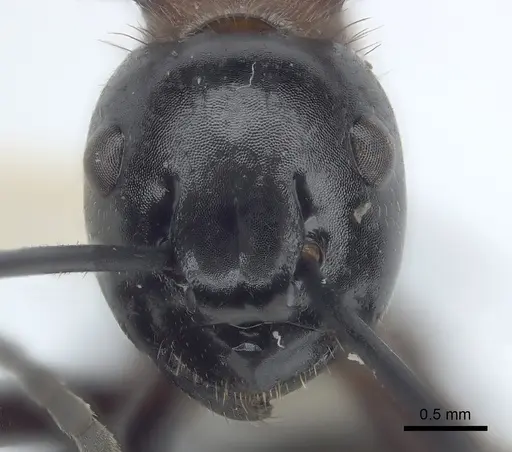 Polyrhachis lamellidens - CASENT0227575