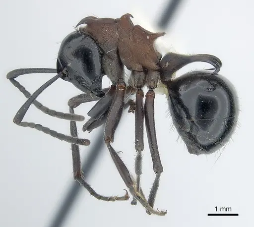 Polyrhachis lamellidens - CASENT0227575