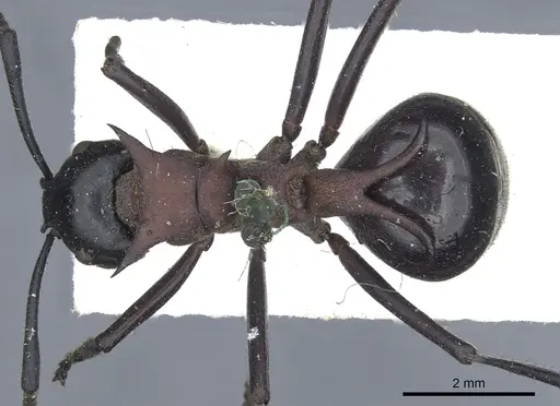 Polyrhachis lamellidens - CASENT0903297