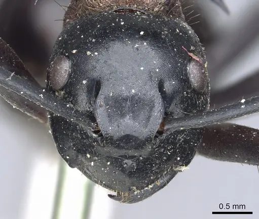 Polyrhachis lamellidens - CASENT0903297