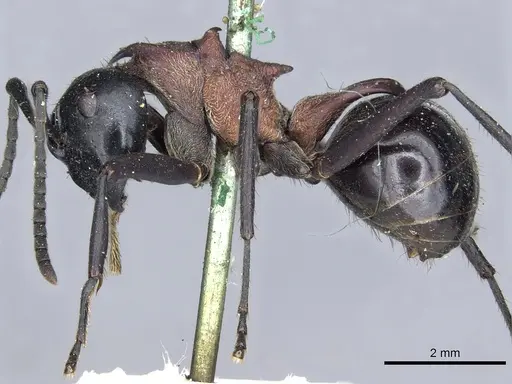 Polyrhachis lamellidens - CASENT0903297