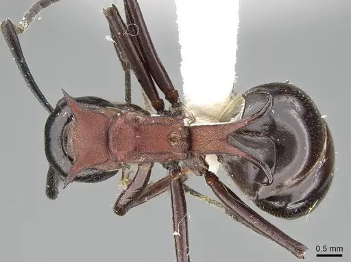 Polyrhachis lamellidens - CASENT0919910