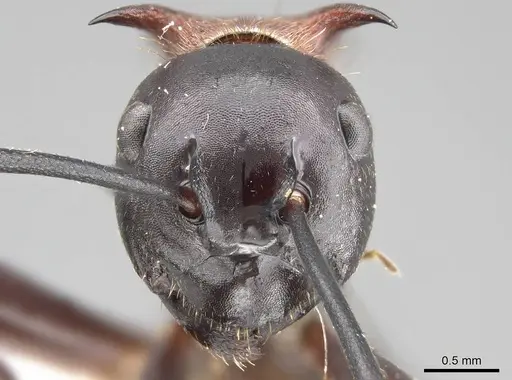 Polyrhachis lamellidens - CASENT0919910