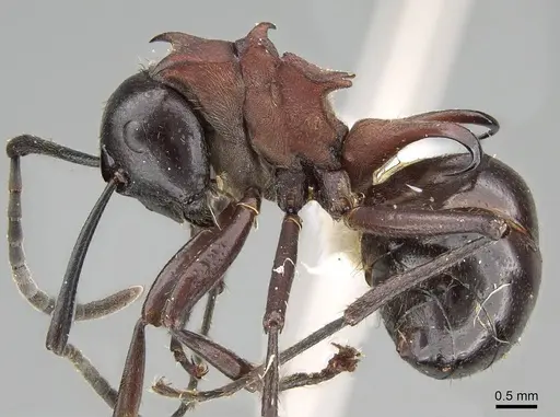 Polyrhachis lamellidens - CASENT0919910