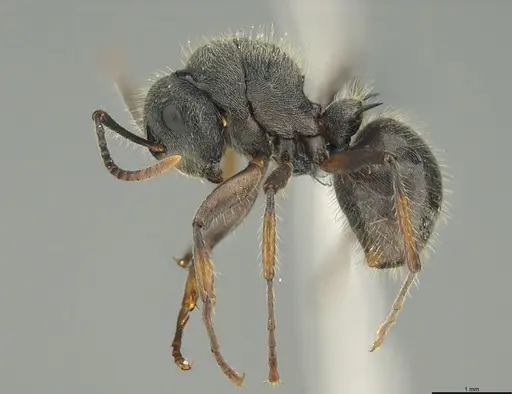 Polyrhachis lanuginosa specimen