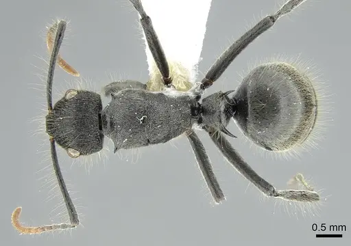 Polyrhachis lanuginosa - CASENT0906841