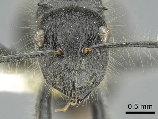 Polyrhachis lanuginosa - CASENT0906841