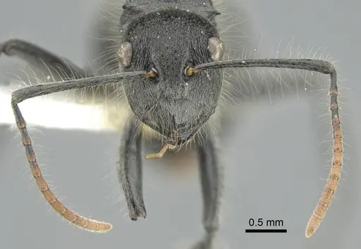 Polyrhachis lanuginosa - CASENT0906841