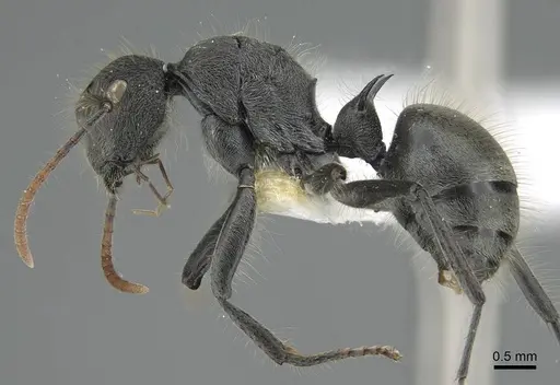 Polyrhachis lanuginosa - CASENT0906841