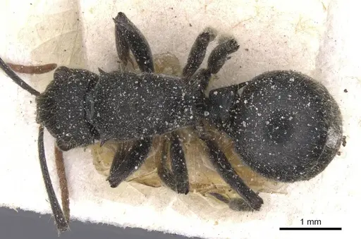 Polyrhachis lanuginosa - CASENT0912125