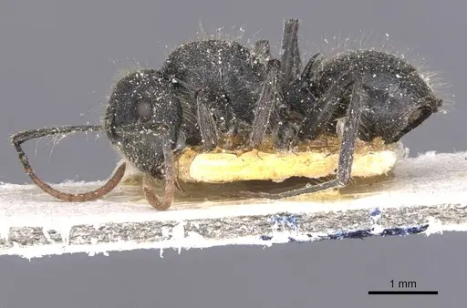 Polyrhachis lanuginosa - CASENT0912125