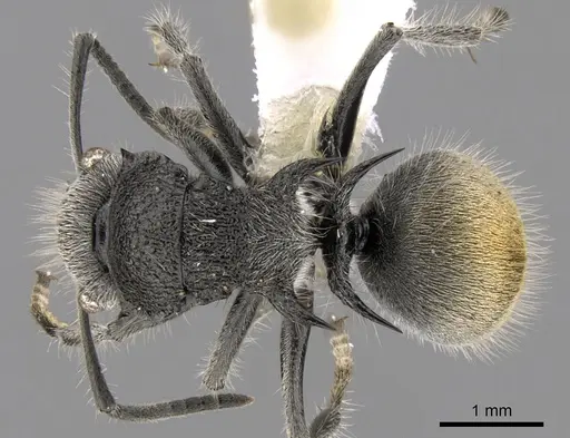Polyrhachis lata specimen