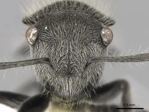 Polyrhachis lata specimen
