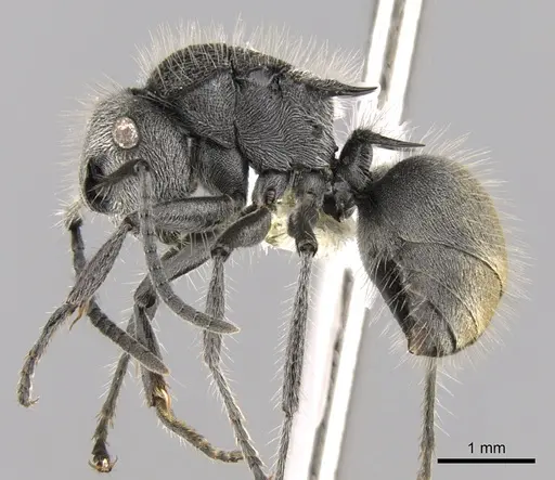 Polyrhachis lata specimen