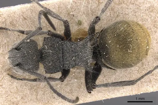 Polyrhachis lata - CASENT0905580