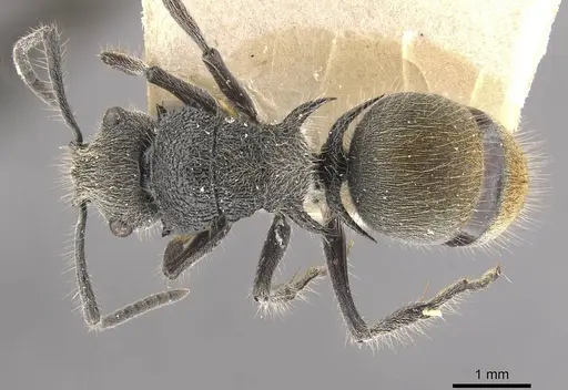 Polyrhachis lata - CASENT0910823