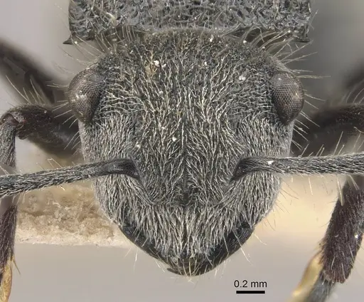 Polyrhachis lata - CASENT0910823