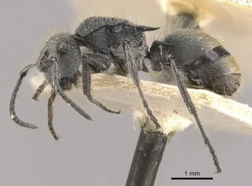 Polyrhachis lata - CASENT0910823