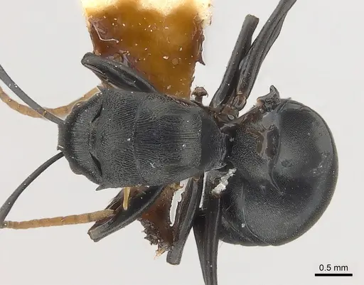 Polyrhachis latharis specimen
