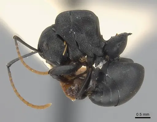 Polyrhachis latharis specimen