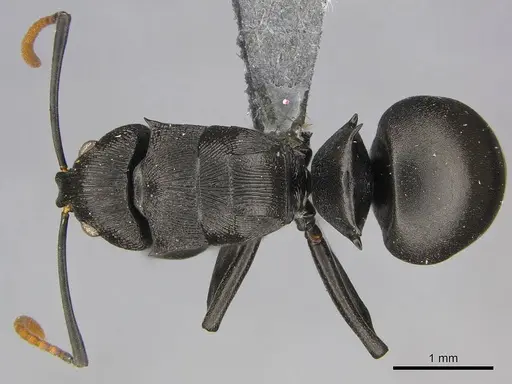 Polyrhachis latharis - CASENT0250035
