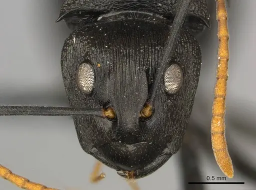 Polyrhachis latharis - CASENT0250035