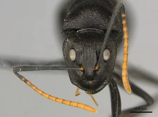 Polyrhachis latharis - CASENT0250035