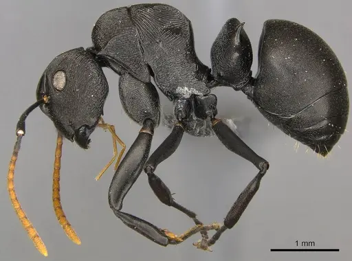 Polyrhachis latharis - CASENT0250035