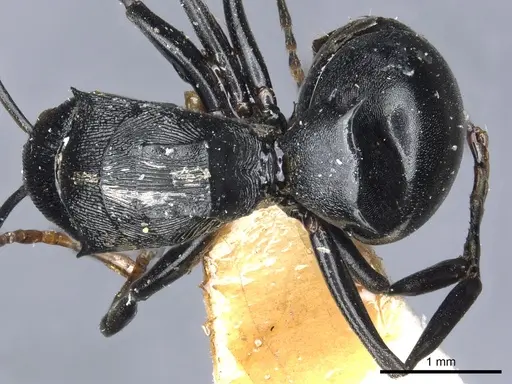 Polyrhachis latharis - CASENT0903460