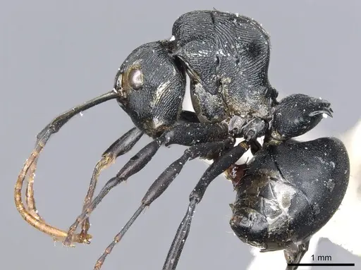 Polyrhachis latharis - CASENT0903460