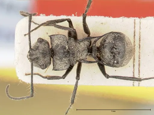 Polyrhachis latinota specimen