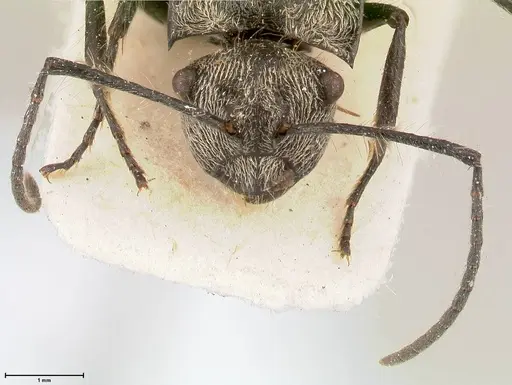 Polyrhachis latinota specimen