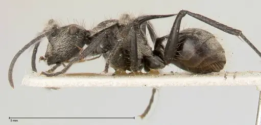 Polyrhachis latinota specimen