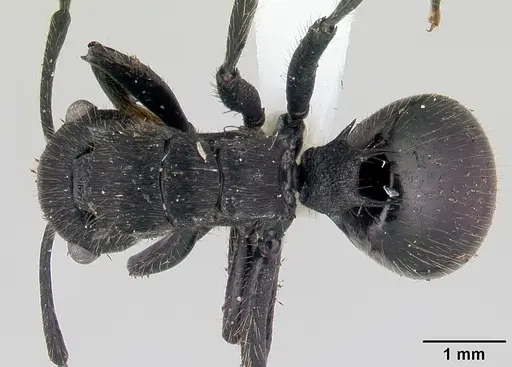 Polyrhachis latispina specimen