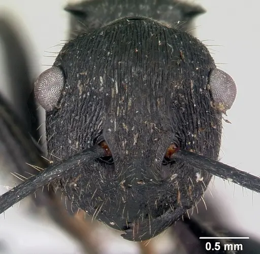 Polyrhachis latispina specimen