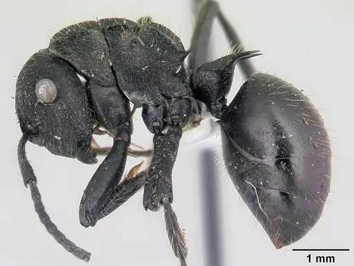 Polyrhachis latispina specimen