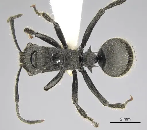 Polyrhachis latispina - CASENT0227578