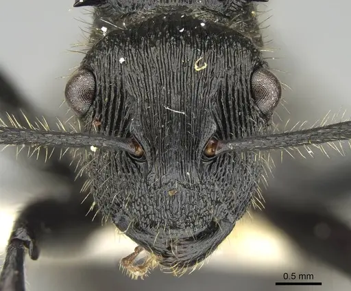 Polyrhachis latispina - CASENT0227578