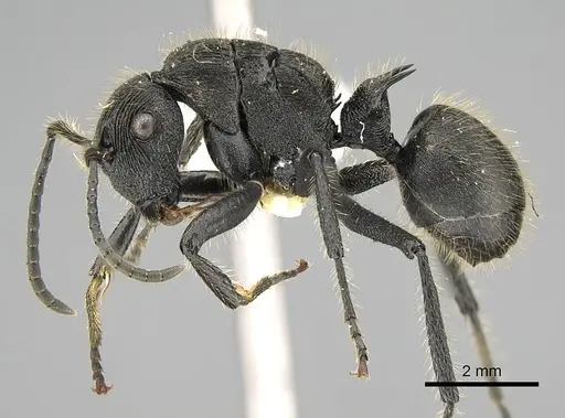 Polyrhachis latispina - CASENT0227578