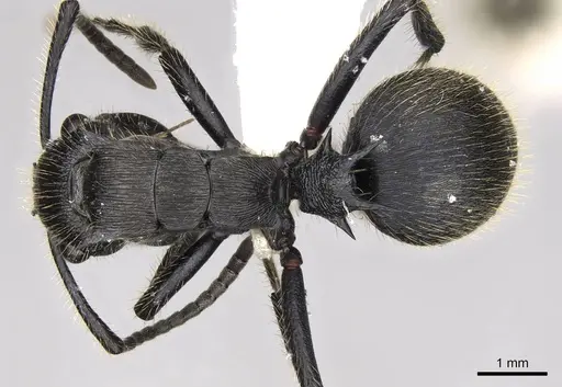 Polyrhachis latispina - CASENT0281448
