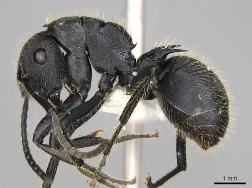 Polyrhachis latispina - CASENT0281448